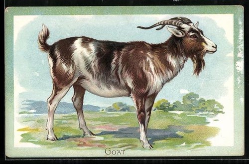 Goat braun weiße - braun-weiße, ziege