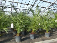 Phoenix canariensis Palme 140 cm kanarische Dattelpalme, kräftige Palmen Premium