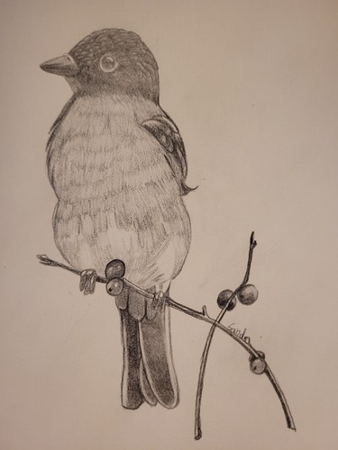 Selbst gezeichnet vogel - selbst, vogel/