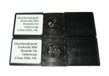 Ordovizium Bromid Fm Brachiopod Objektträger zur Untersuchung von Mikroproben