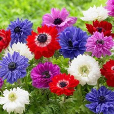 Anemone Coronaria "St. Brigid"