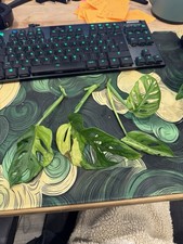 Monstera adansonii aurea