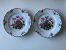 Zwei Teller Alpenveilchen