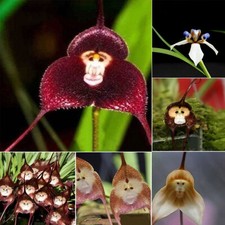 30 Stück/Packung sehr seltene