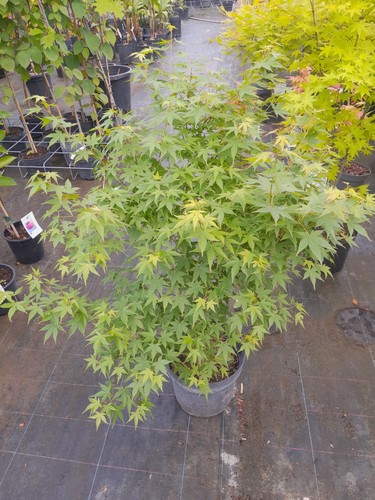 Acer palmatum tsukasa - palmatum,