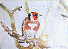 Stieglitz, Aquarell, Grafit