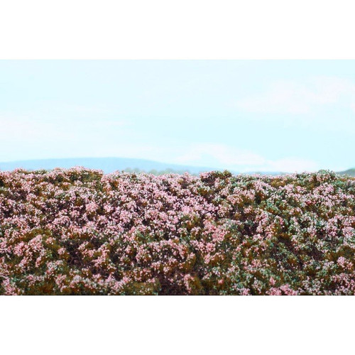 Grasmatte heide 18x28cm - "heide",