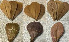 XL Seemandelbaumblätter 15cm