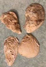 Konvolut Sammelauflösung Meeresmuscheln und Fossilien