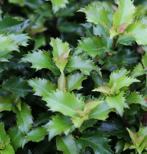Hochstamm stechpalme ilex - stechpalme,