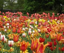 @/(◕‿◕)@ 100 Tulpen TOP Mischung Tulpenzwiebeln Blumenzwiebeln