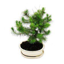 Exotenherz - Bonsai - Pinus