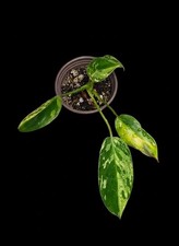 Variegated Philodendron
