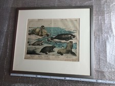 alter Druck "Robben, Sirenen"