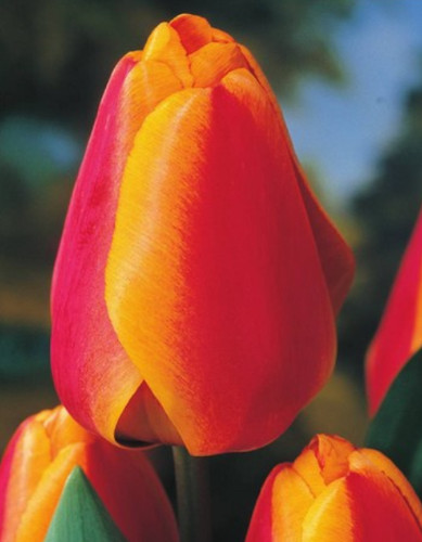 100 tulpenzwiebeln apeldoorn - tulpenzwiebeln, s