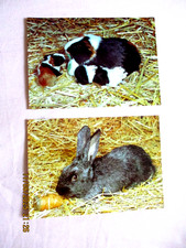 2 schöne MEERSCHWEINCHEN +