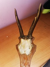 5x Rehbock-Trophäen auf