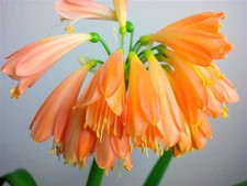 Clivie "Clivia x cyrtanthiflora" Riemenblatt Jungpflanze Ableger