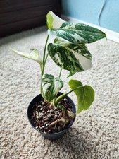 Monstera Deliciosa Albo Variegata Kräftige Etablierte Pflanzen