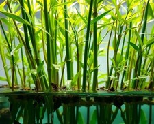 Wasserbambus Bambus Pflanze für die Wohnung drinnen Zimmerpflanze groß Bambusa