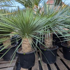 Yucca Rostrata ca.40cm Stamm