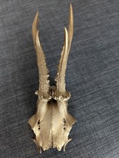 Geweih Gehörn Reh Rehbock Rehgehörn Gold Disco Deko Popig Weihnachten Advent 1