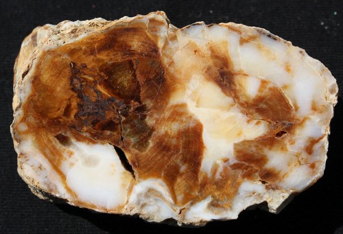 Versteinertes holz aus ungarn - aus,