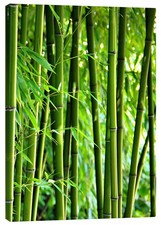 Leinwandbild Bambus I - Gabi