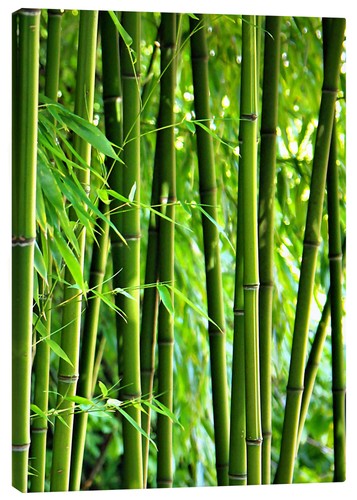 Leinwandbild bambus gabi - bambus,