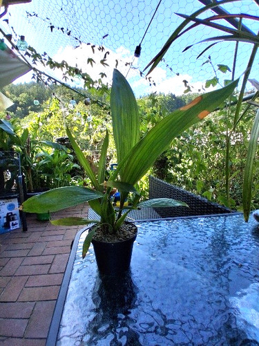 Coelogyne pulverula orchidee - coelogyne,