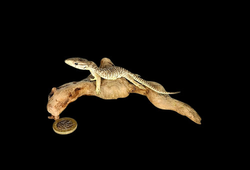 Taxidermy asian water monitor - taxidermy,