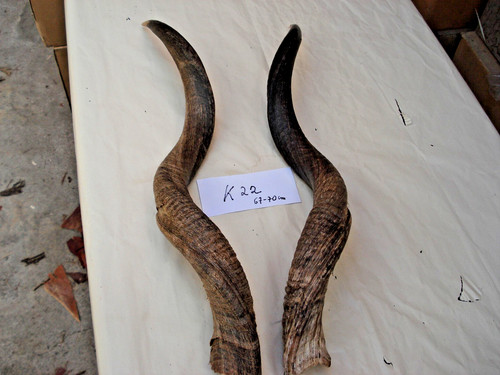 Kudu hörner antilope - hörner,