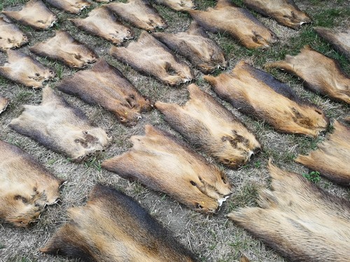 10x top xxl nutria felle - 10x,