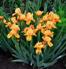 Schwertlilie Hindenburg - Iris