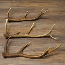 Rothirsch Stangen 3 x