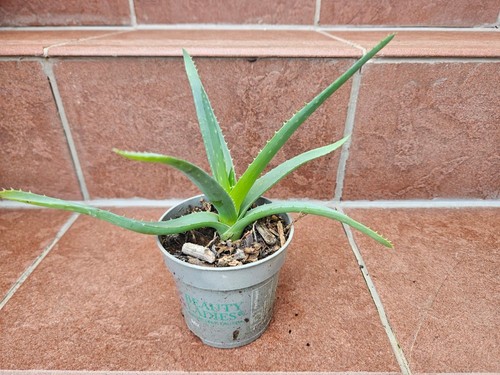 Aloe vera pflanze - vera, echte