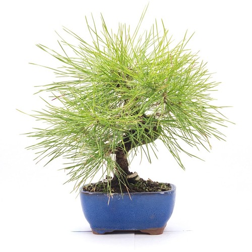 Bonsai japanische - bonsai,
