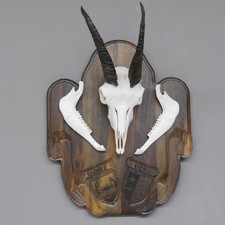 Alpensteinbock Geiß Steingeiss Nase Ober-Unterkiefer geschnitztem Trophäenschild