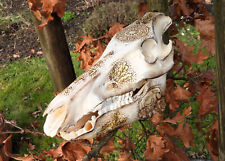 Wildschwein Schädel -1- echte