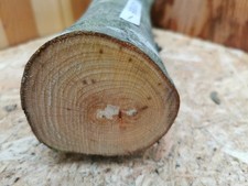 Drechselholz Buche Ø 8 cm x