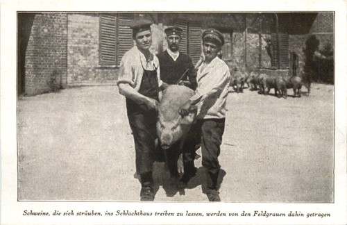 Ww1 schlachthaus schweine - schlachthaus,