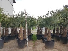 Hanfpalme Trachycarpus