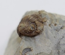 Trilobit, Encrinurus