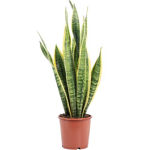 Bogenhanf sansevieria - bogenhanf,