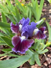 Schwertlilie Iris Nana " Devoted  " 20 cm reichblühend !!