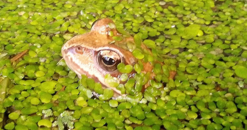 Wasserlinsen kleine portion - ,