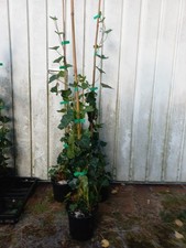 Hedera Hibernica  Grossblättriger Efeu  60- 80 Cm