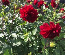 Dahlien Knollen Seerosendahlie Fb. rot große wurzelnackte Staude