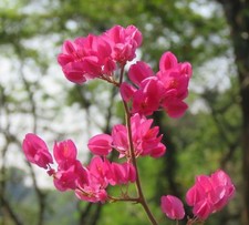 SAMEN i! KORALLENWEIN !i