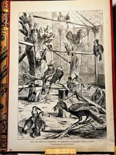 Paul Meyerheim Voliere Groschschnäbler Pfefferfresser Berlin Stahlstich Gravure